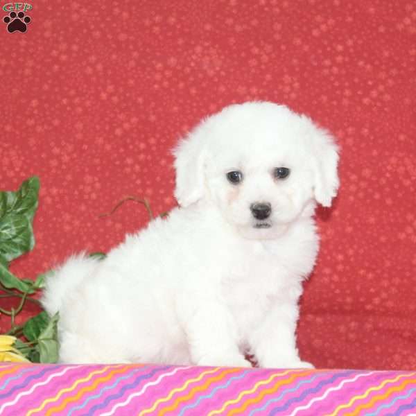 Apple, Bichon Frise Puppy